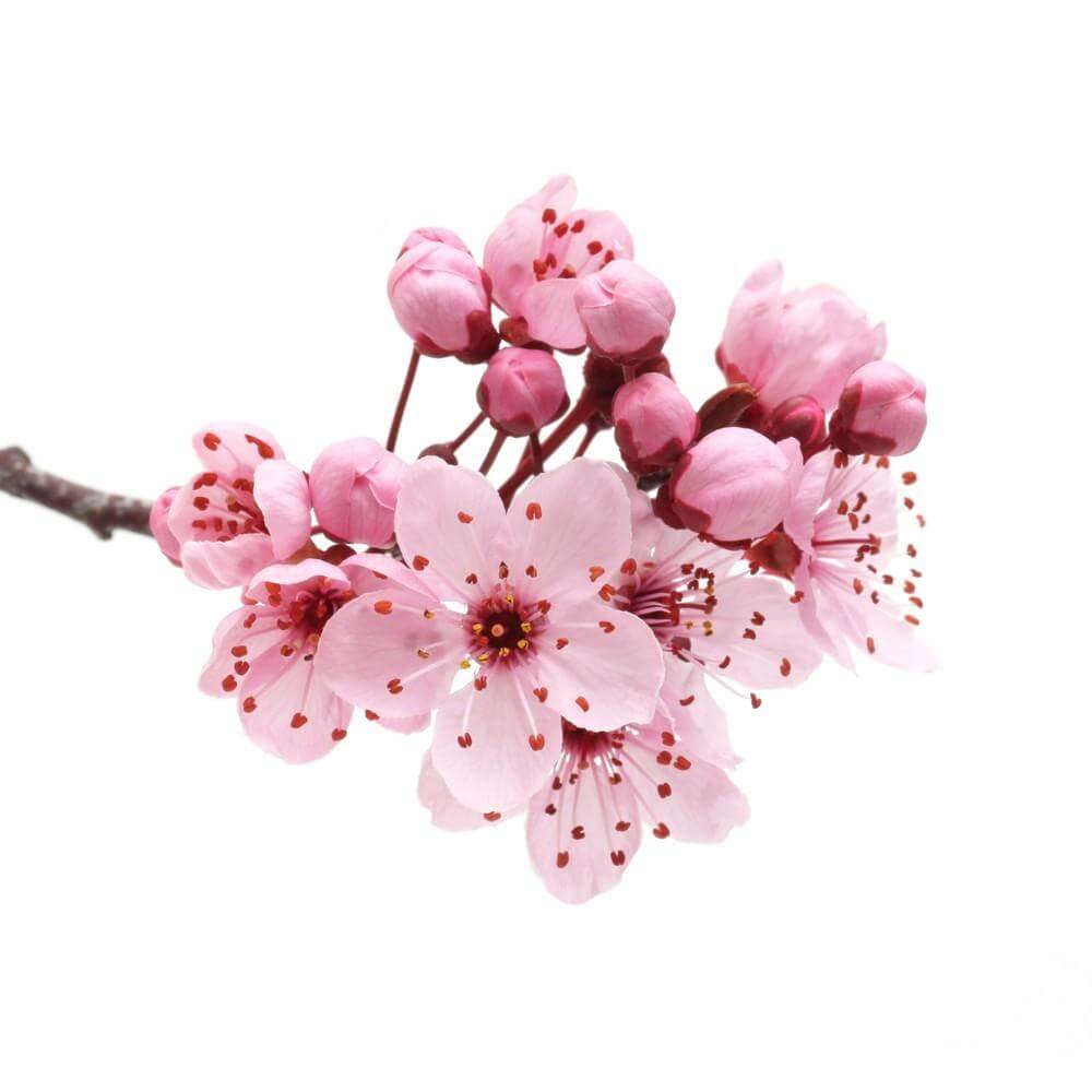 Cherry Blossom E-Liquid — E-Liquid.com